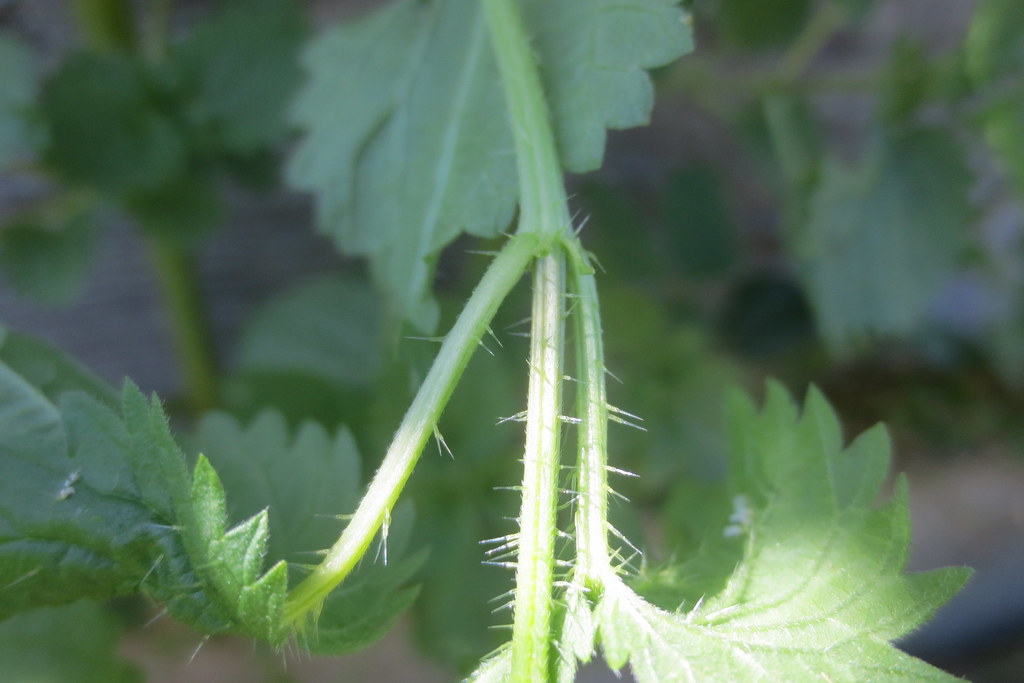 Are Marijuana Stems Bad For Dogs