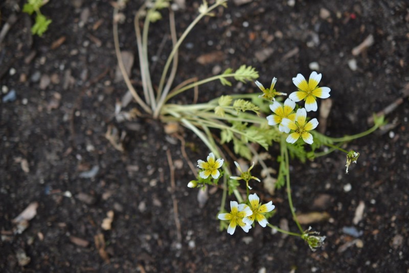 Quiz: What Is This Plant Called? - Brooklyn Botanic Garden