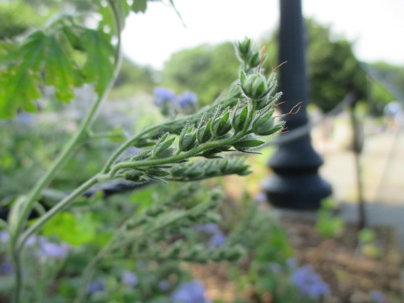 Quiz: What Is This Plant Called? - Brooklyn Botanic Garden