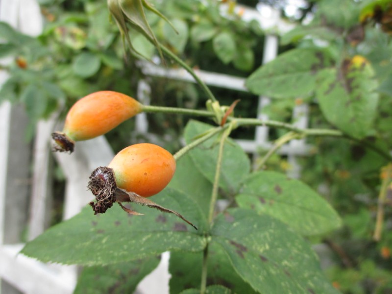 Rose Hips: Behold the Fruit of the Rose Plant - Brooklyn Botanic Garden