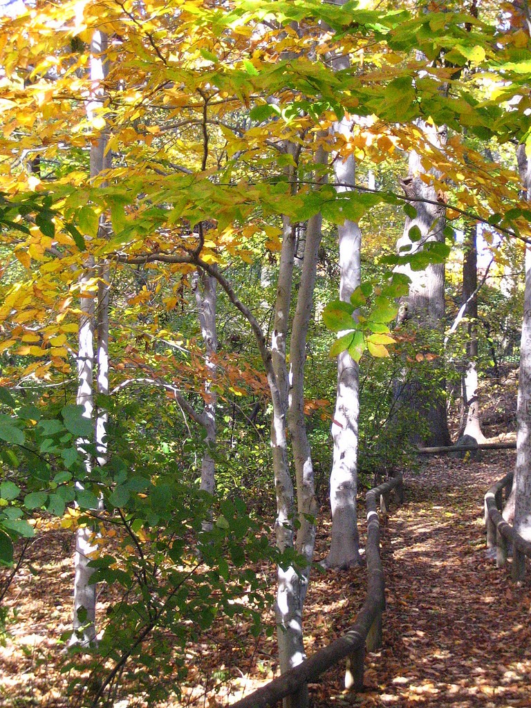 What Gives Leaves Their Fall Color? Brooklyn Botanic Garden