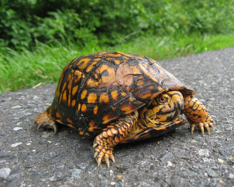 turtle eating flower