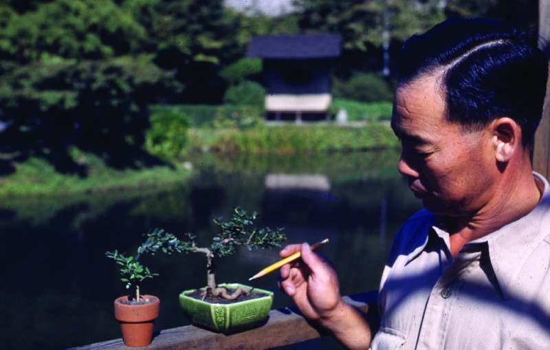100 Years of Bonsai at Brooklyn Botanic Garden - Brooklyn Botanic Garden