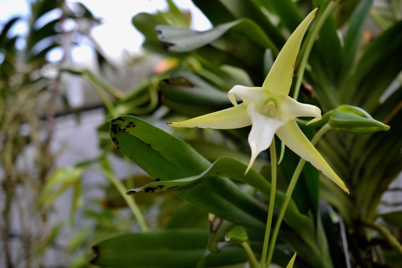 Darwin's Orchid in Bloom - Brooklyn Botanic Garden