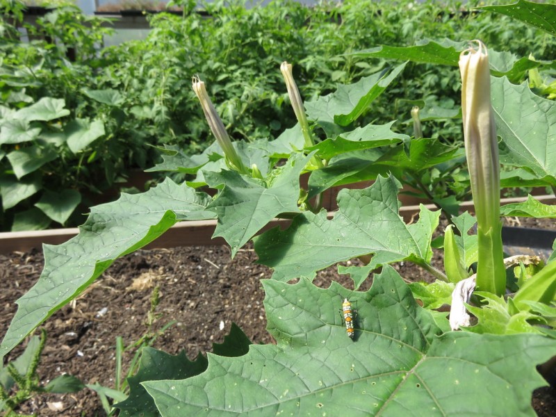 Moonflower / Jimson Weed Bush Variety Seeds – 100 Seeds – Datura