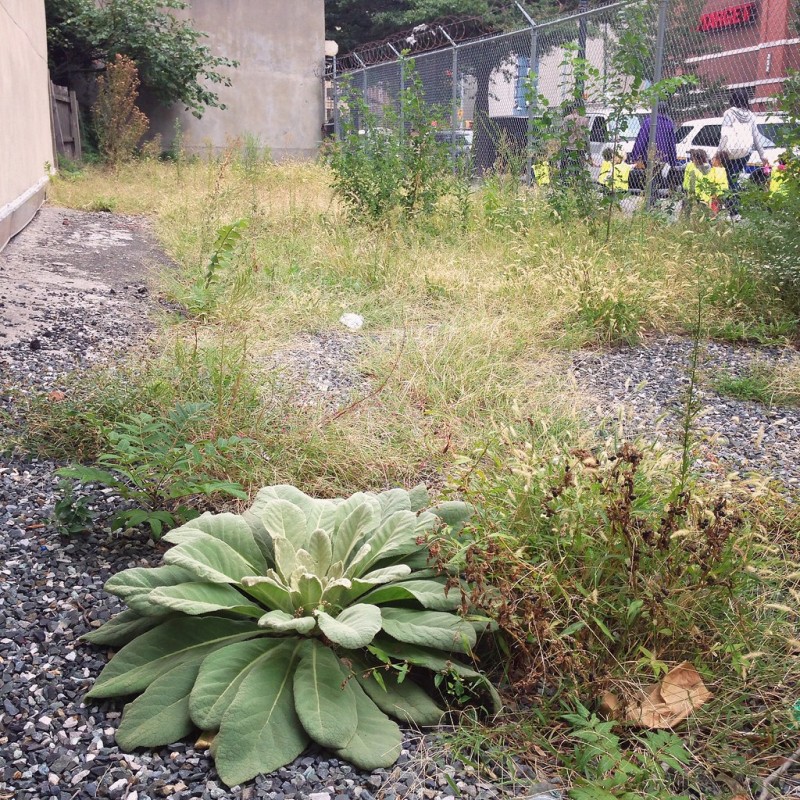 Weeds With Fuzzy Leaves: Identifying and Managing Them