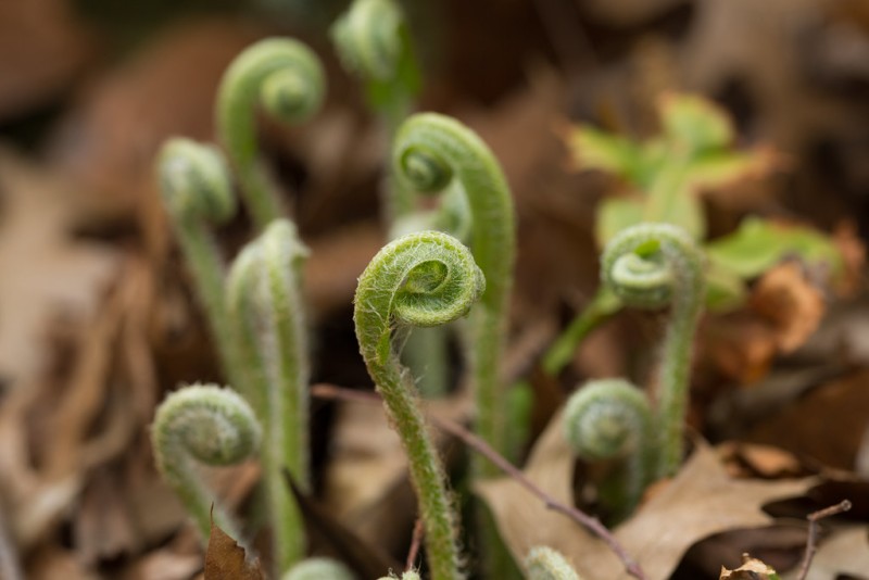 Asplenium Scolopendrium Conocido Como Hartstongue O Hartstongue Fern Syn Phyllitis Es Un Helecho Perenne En La F De Familia Aspleniaceae Flora 215957876 - Foto 2