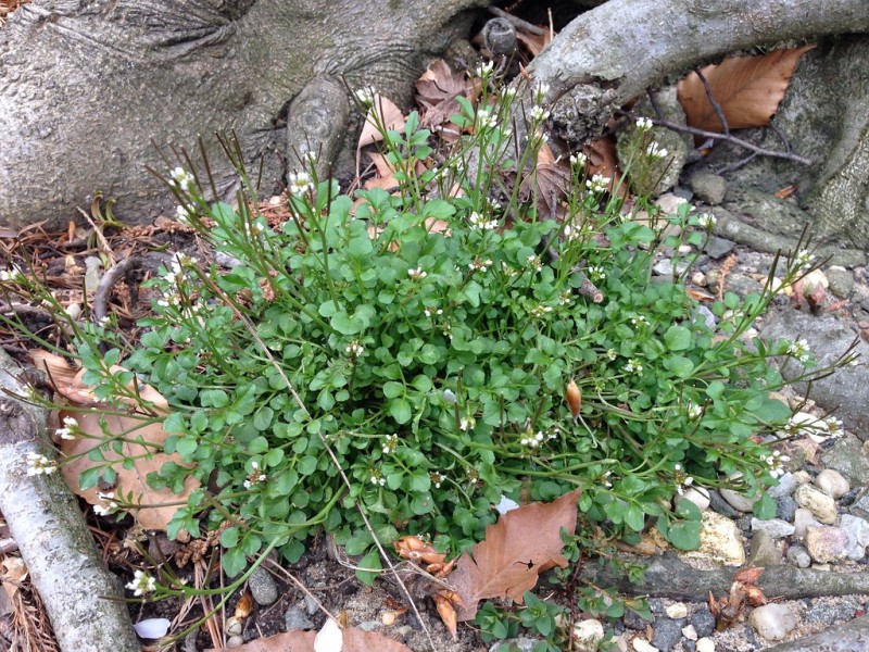 Cardamine Hirsuta Common Name