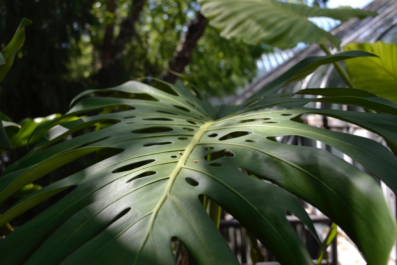 philodendron red sun pflege Philodendron 'Sun Red'