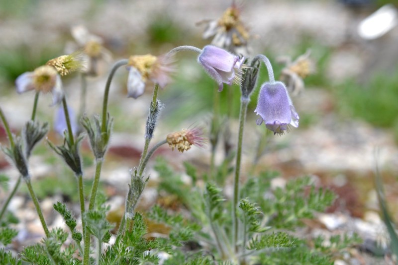Bloom Alert: Rock Garden - Brooklyn Botanic Garden