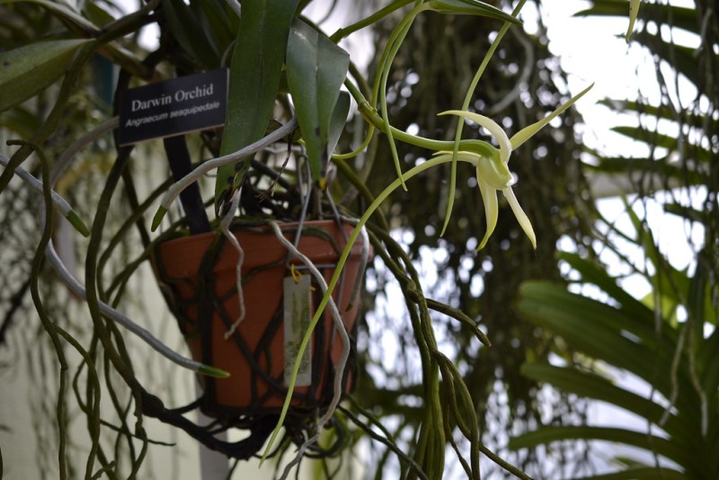 Darwin's Orchid in Bloom - Brooklyn Botanic Garden
