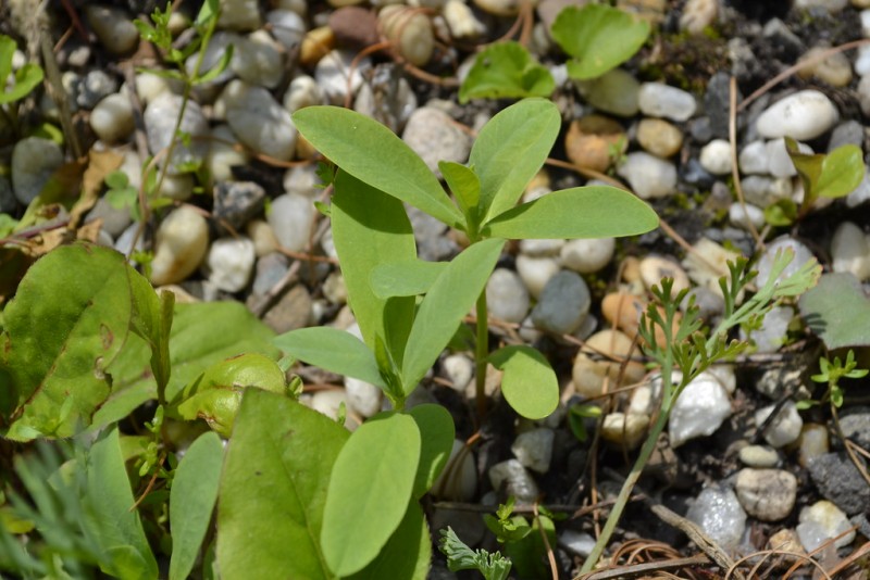 Vegetable Seedling Identification