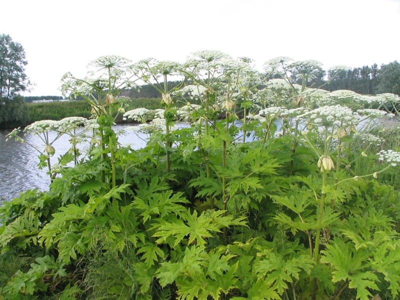 Weed of the Month: Giant Hogweed - Brooklyn Botanic Garden