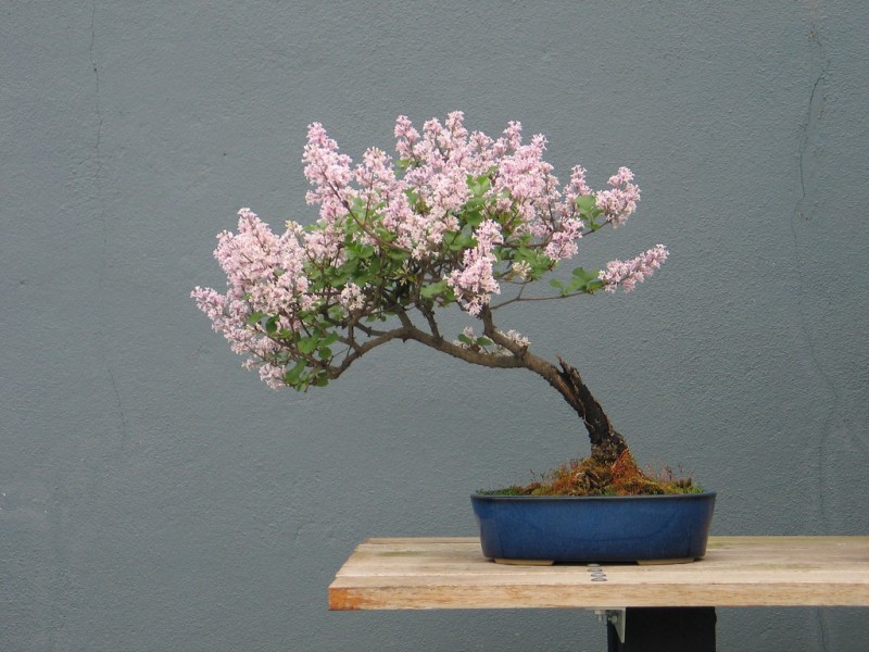 Bonsai Styles - Brooklyn Botanic Garden