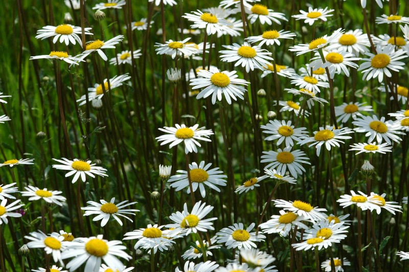 Weed of the Month: Oxeye Daisy - Brooklyn Botanic Garden