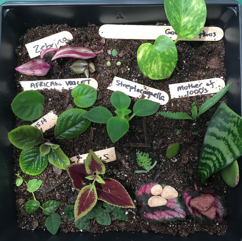 a prayer plant The Danny Maranta Red Prayer main image 1