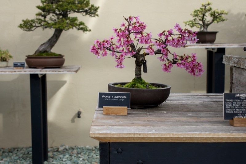 100 Years of Bonsai at Brooklyn Botanic Garden - Brooklyn Botanic Garden