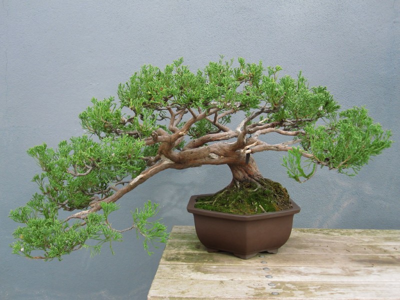 Bonsai Styles - Brooklyn Botanic Garden
