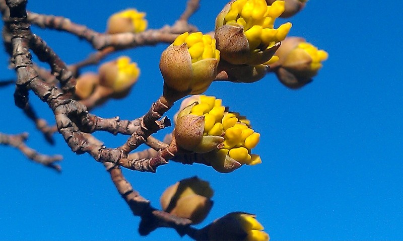 A Budding Crisis? - Brooklyn Botanic Garden