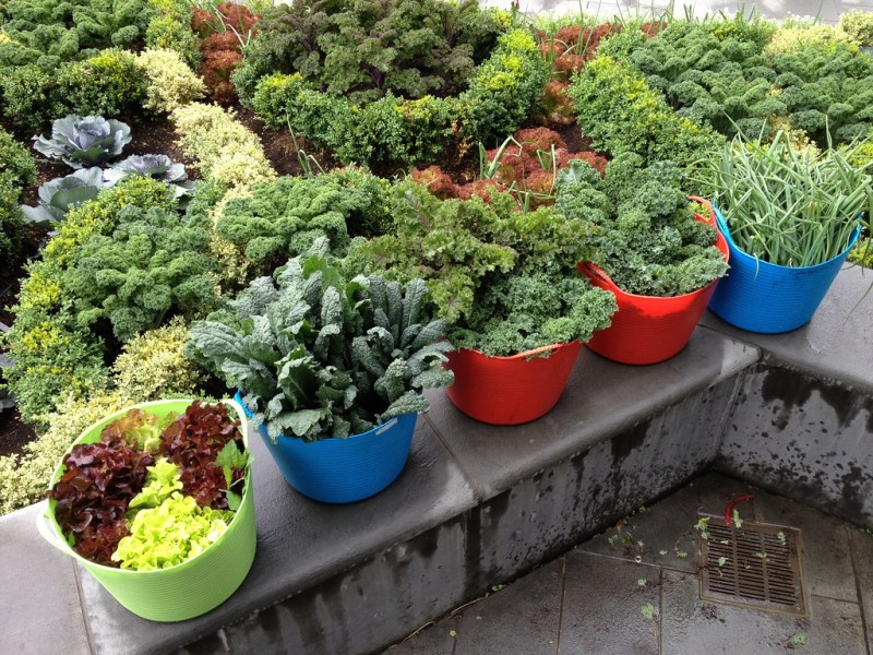 Herb Garden Harvest - Brooklyn Botanic Garden